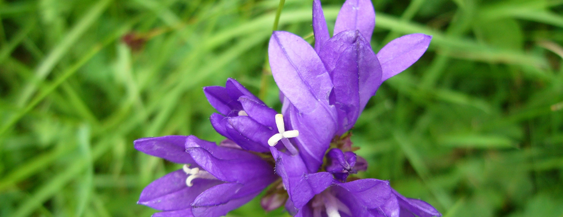 Баг Хонхонцэцэг